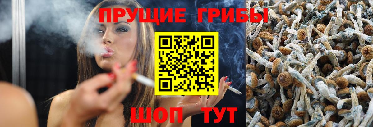 как найти закладки  Галлюциногенные грибы Psilocybe  Вход с VPN  Сергиев Посад  Псилоцибиновые грибы Psilocybe 